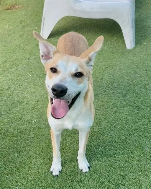 A young medium-sized female Mixed Breed dog named Marlo for adoption in Dallas, TX