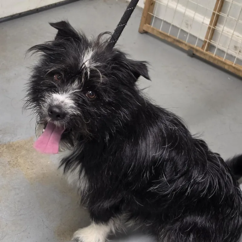 A young small-sized male Black Mixed Breed dog named Salty for adoption in Troy, IL