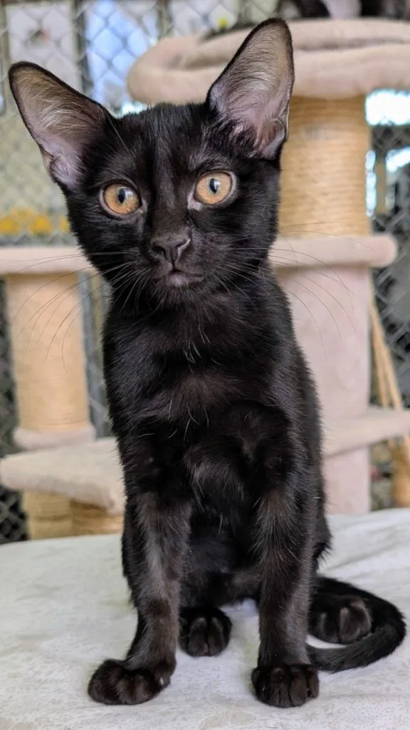 A baby medium-sized female Domestic Short Hair cat named Duchess for adoption in Peoria, AZ