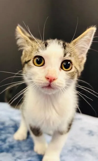 A baby medium-sized female Tabby (Gray / Blue / Silver) Domestic Short Hair cat named Sun Hat for adoption in Hawk Point, MO