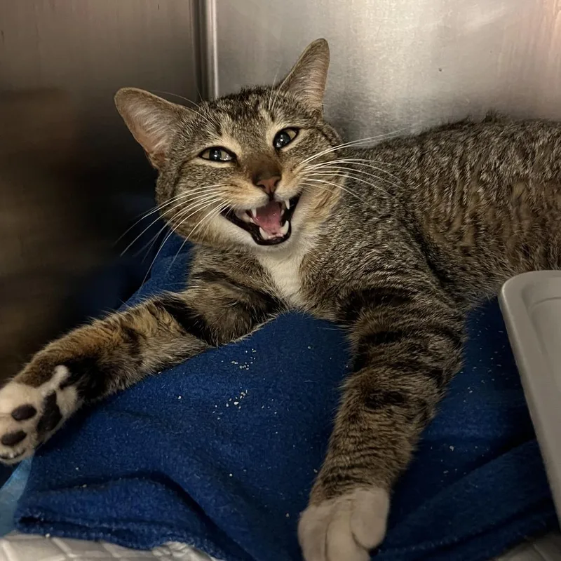 A young large-sized male Brown / Chocolate Domestic Short Hair cat named Sherlock  Working Cat for adoption in Baltimore, MD