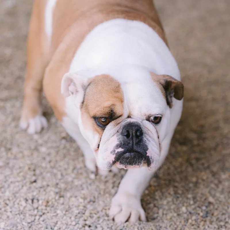An adult medium-sized female English Bulldog dog named Shadow for adoption in Zionsville, IN