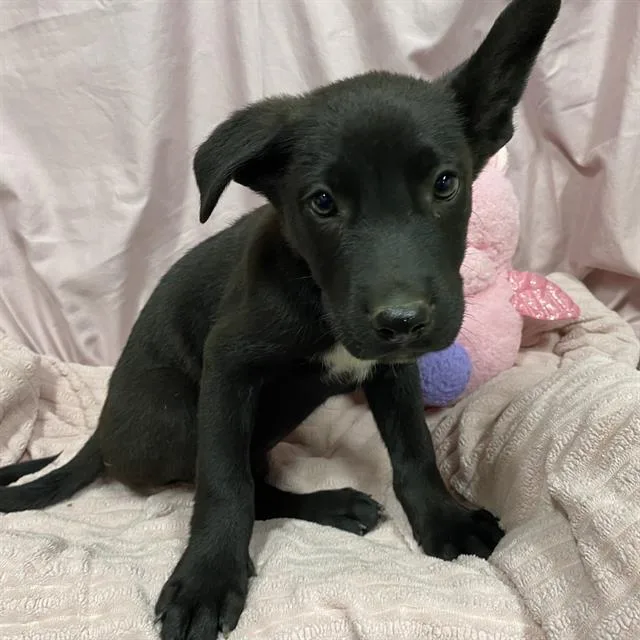 A baby small-sized male German Shepherd Dog dog named Arthur for adoption in Modesto, CA