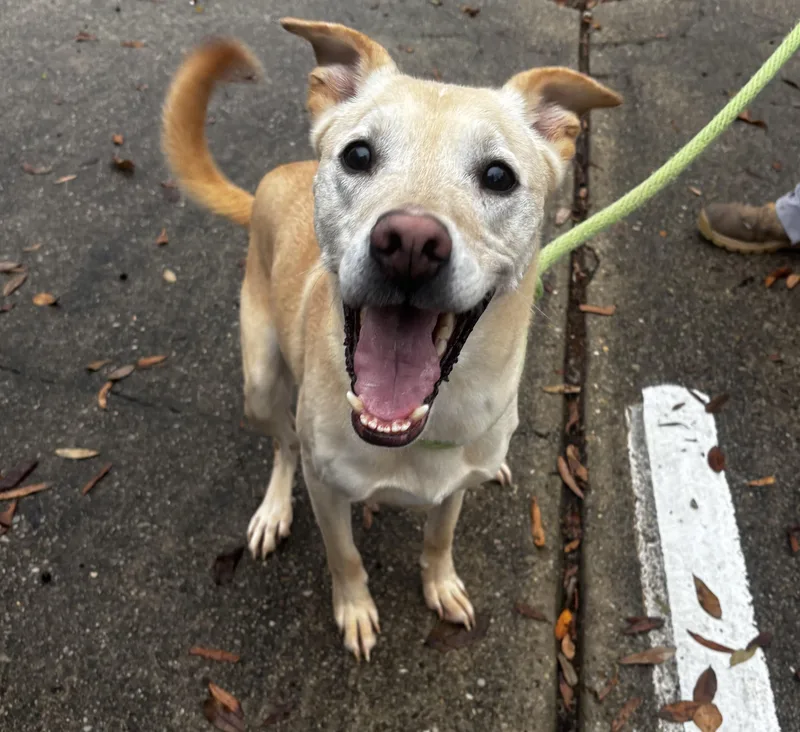 An adult medium-sized male Yellow Labrador Retriever dog named Tucker for adoption in Auburn, AL