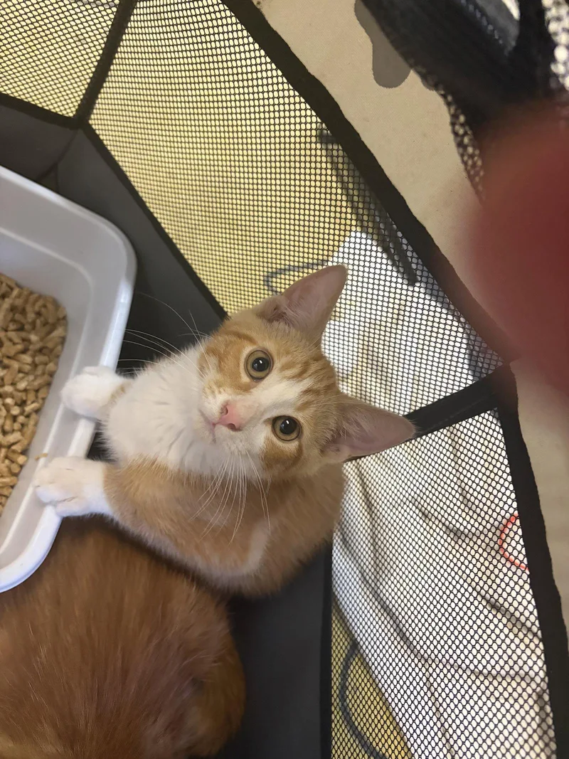 A baby medium-sized male Orange & White Domestic Short Hair cat named Henry for adoption in Social Circle, GA