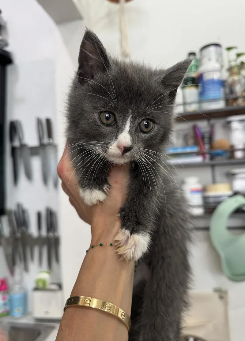 A baby small-sized male Gray & White Domestic Short Hair cat named Corsica for adoption in New York, NY