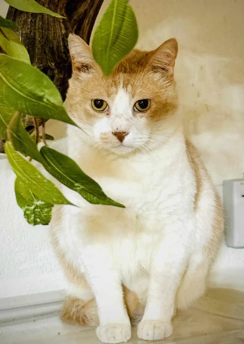 Junipurr thumbnail 2