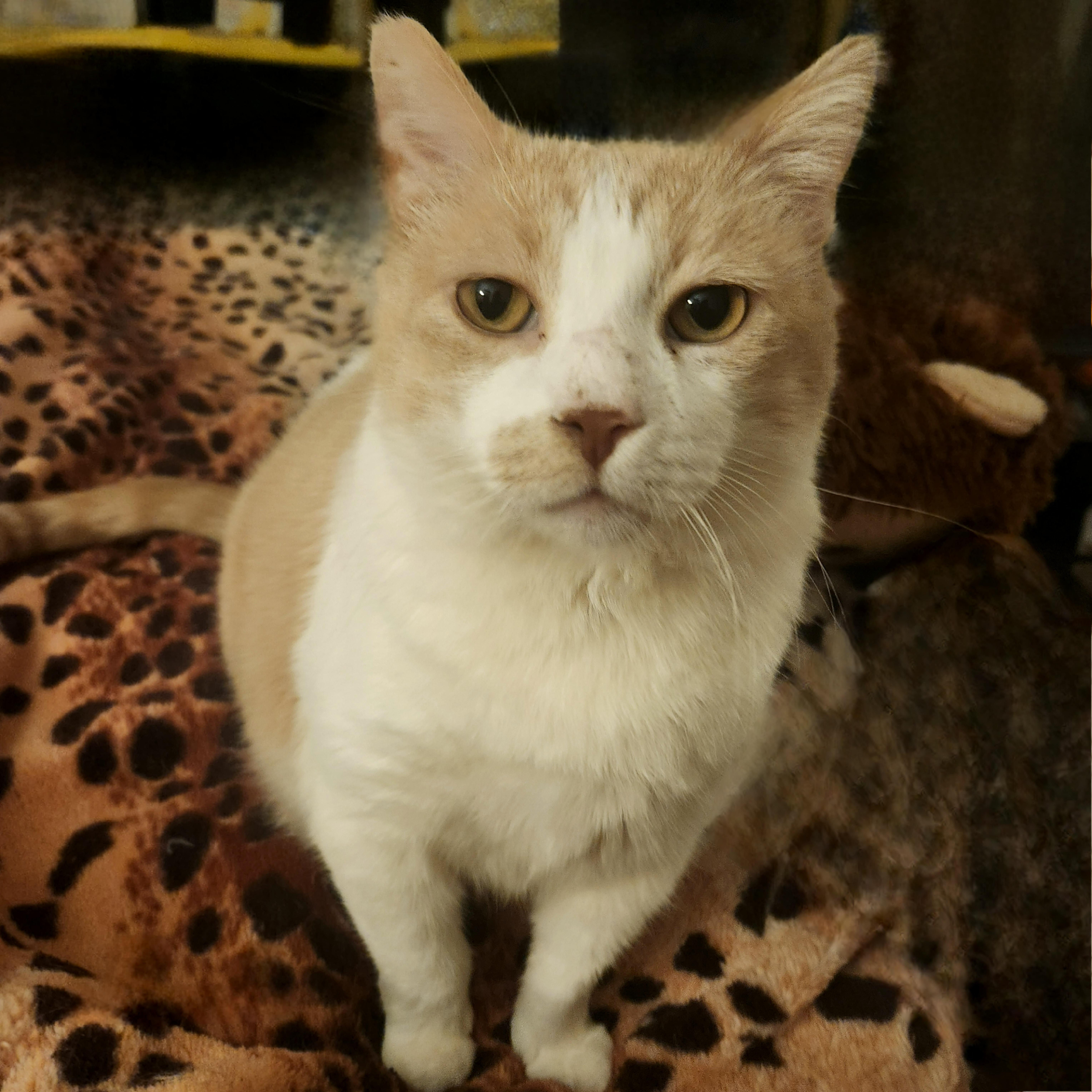 Junipurr thumbnail 4