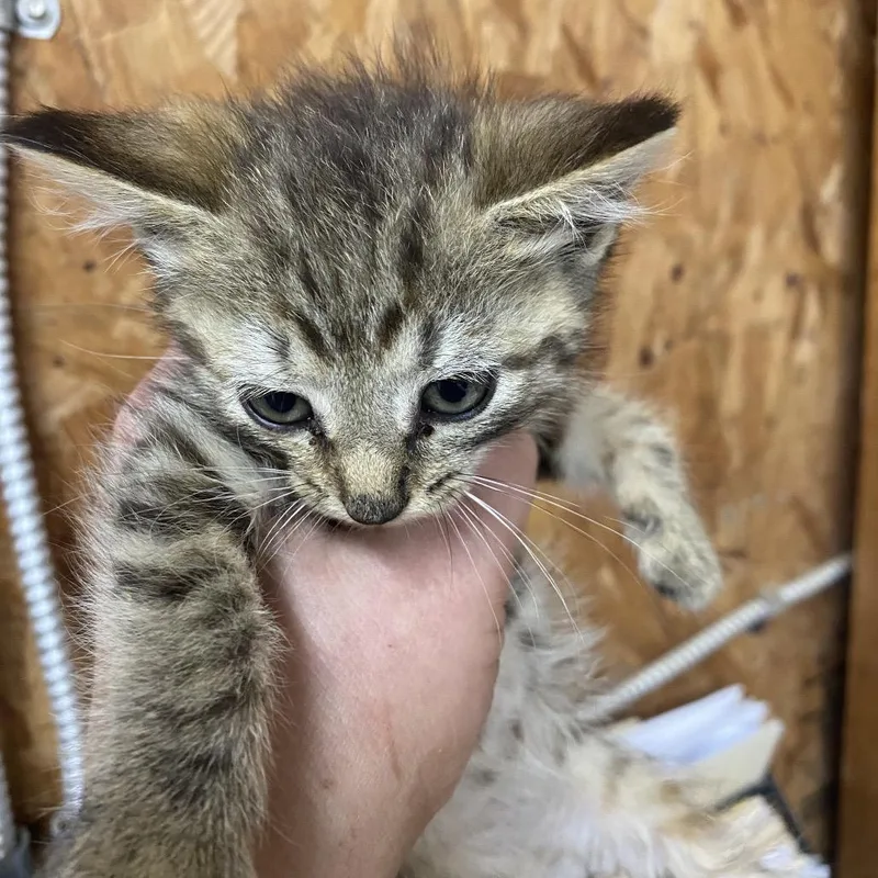 A baby small-sized female Brown / Chocolate Domestic Short Hair cat named Minnow for adoption in Blairsville, GA
