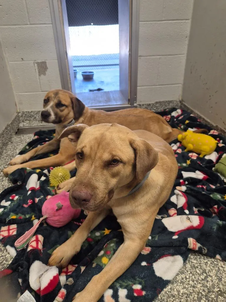 A young medium-sized male Labrador Retriever dog named Grande for adoption in Mustang, OK