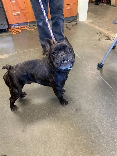 An adult small-sized male French Bulldog dog named Oly for adoption in Santa Cruz, CA
