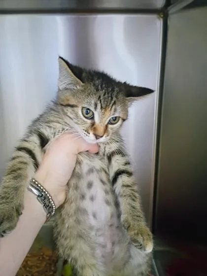 A young small-sized female Domestic Short Hair cat named Ren for adoption in Beatrice, NE