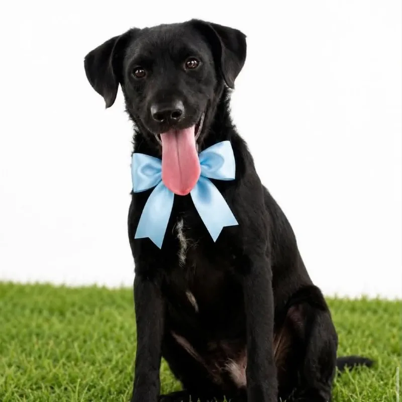 An adult medium-sized male Black Labrador Retriever dog named Balto for adoption in Graham, WA