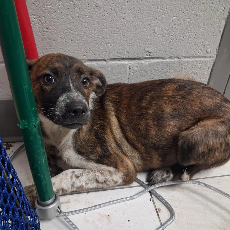 A baby small-sized female Brindle Mixed Breed dog named Goose for adoption in Lufkin, TX