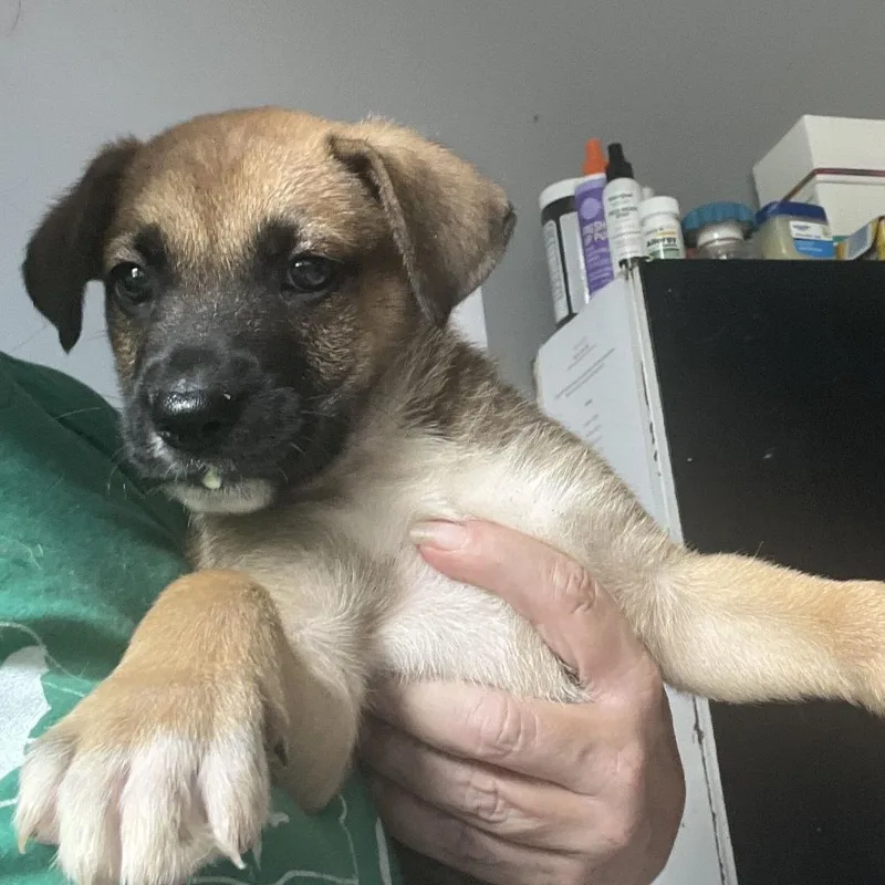 A baby small-sized male Brown / Chocolate German Shepherd Dog dog named Heinrich for adoption in Oak Hill, WV