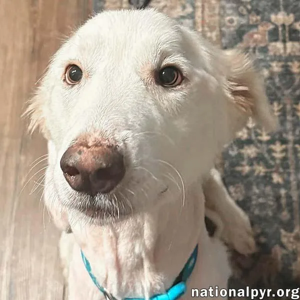 An adult large-sized female White / Cream Great Pyrenees dog named Wanda in AL for adoption in Beacon, NY