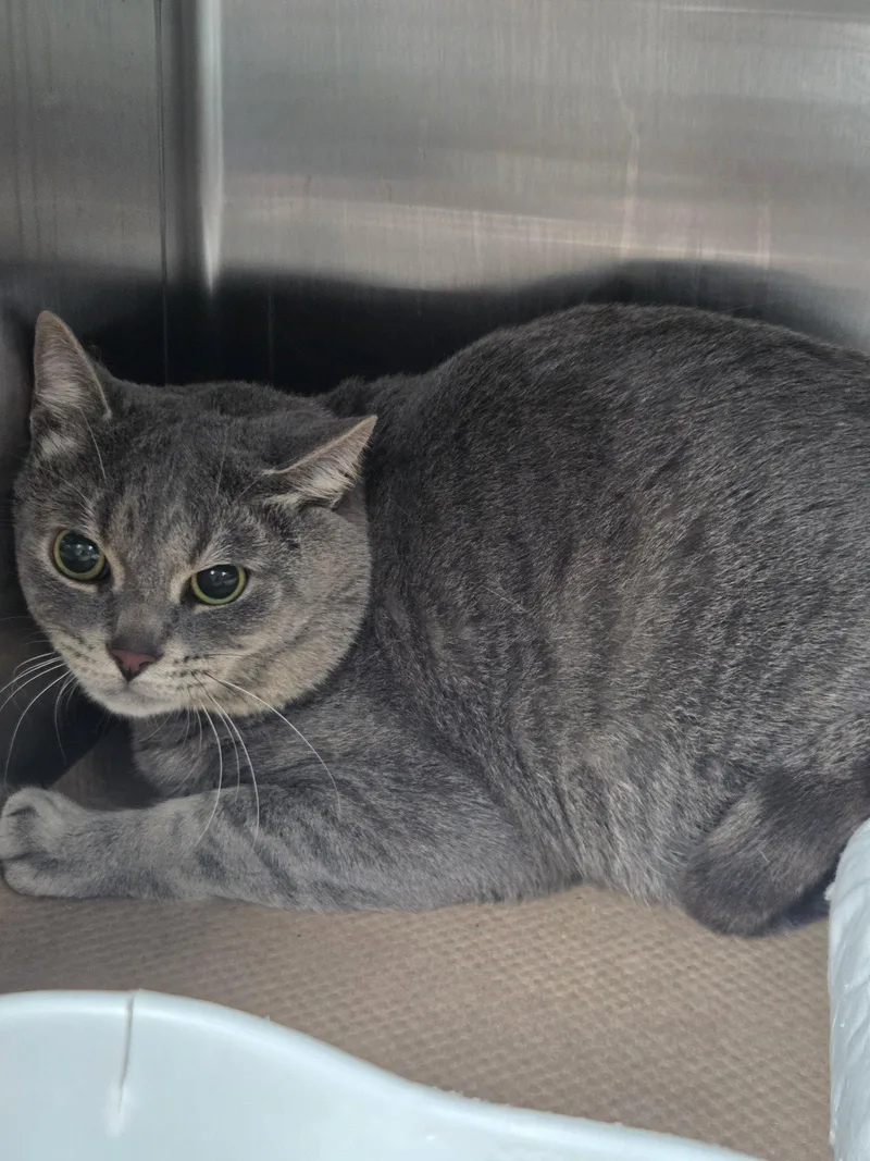 An adult large-sized male Domestic Short Hair cat named Hemp for adoption in Trenton, NJ