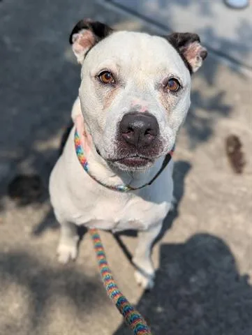 An adult medium-sized female Pit Bull Terrier dog named Helen Parr for adoption in Dayton, OH