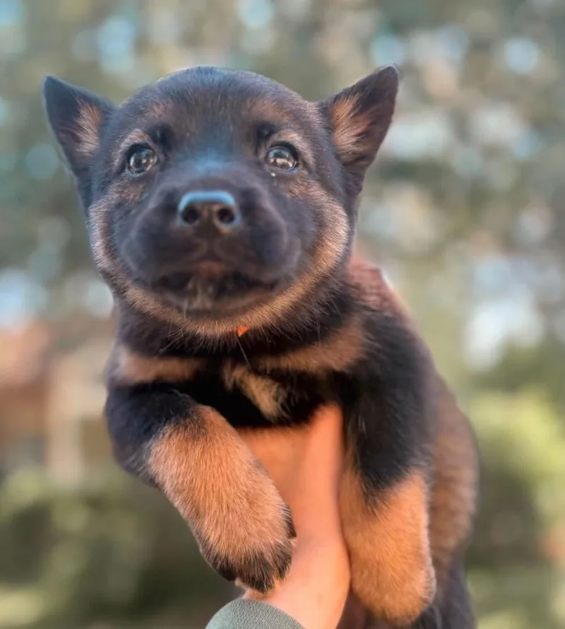 A baby medium-sized female Brown / Chocolate German Shepherd Dog dog named Tina Turner for adoption in Brewster , NY