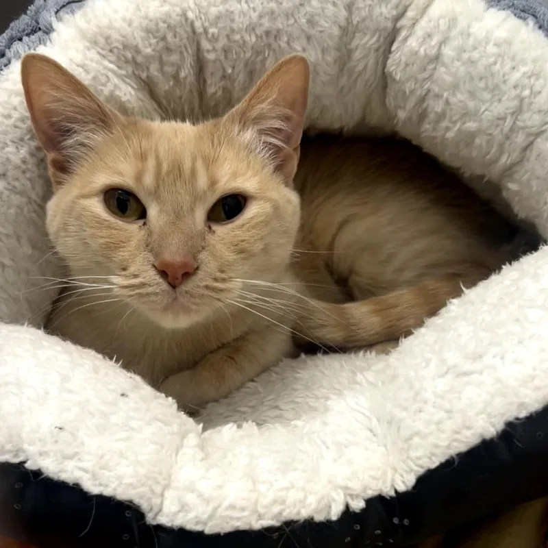 An adult medium-sized female Buff / Tan / Fawn Domestic Short Hair cat named Marilyn for adoption in Chaska, MN