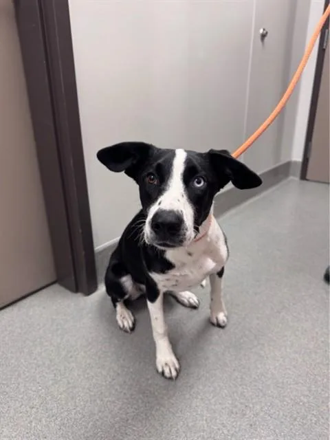 A young medium-sized female Border Collie dog named Lori for adoption in Ontario, CA
