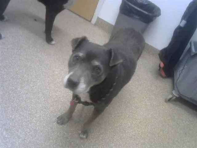 An adult small-sized female Siberian Husky dog named Eveline for adoption in Albuquerque, NM