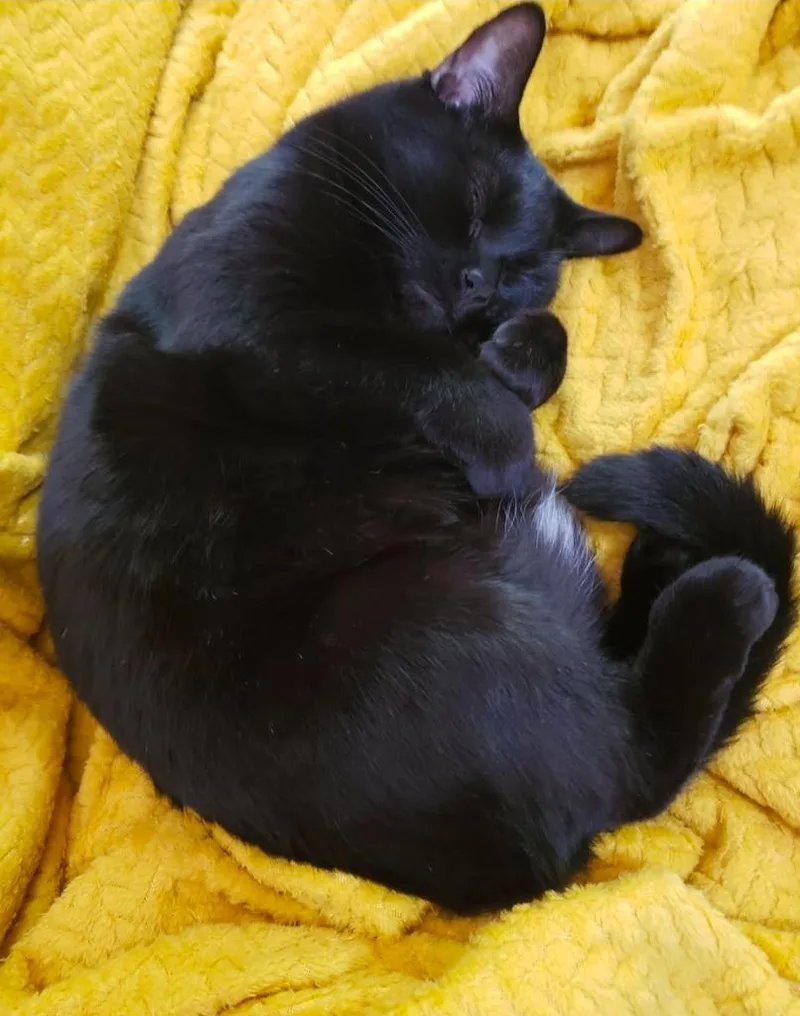 A senior small-sized female Bombay cat named GP  Mimiru for adoption in Newnan, GA