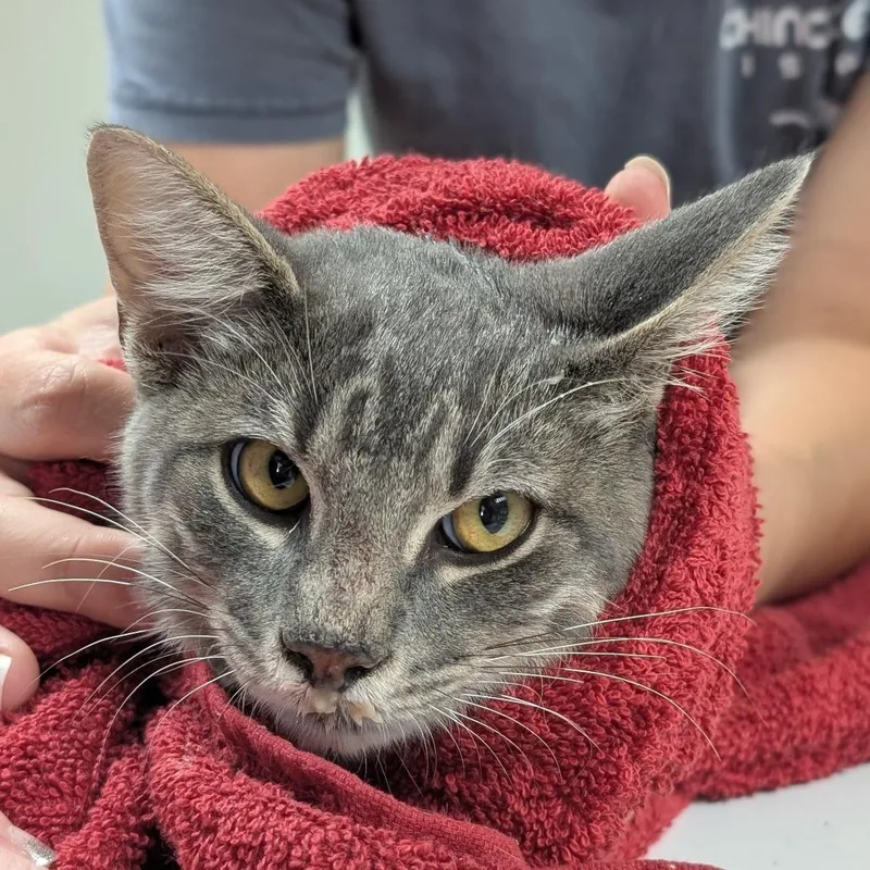 A young medium-sized male Gray / Blue / Silver Domestic Short Hair cat named Finley for adoption in Canton, IL