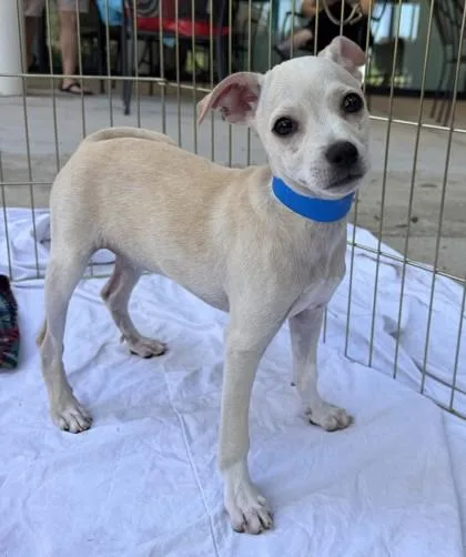 A young small-sized male Chihuahua dog named Falkor for adoption in Kansas City, MO