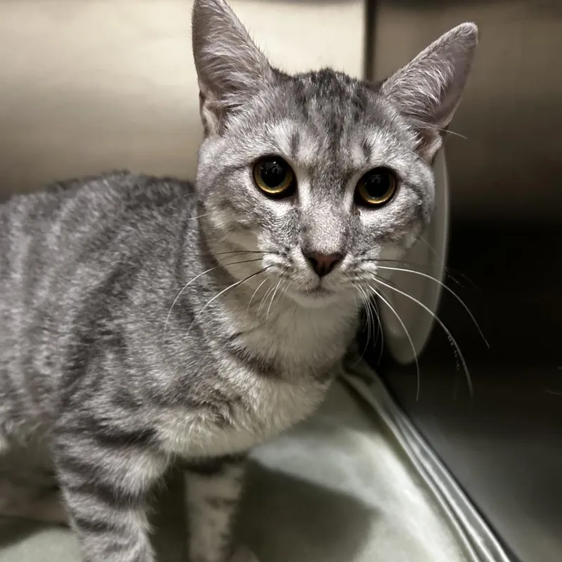 A young medium-sized male Gray / Blue / Silver Domestic Short Hair cat named IEPAStray for adoption in Upland, CA