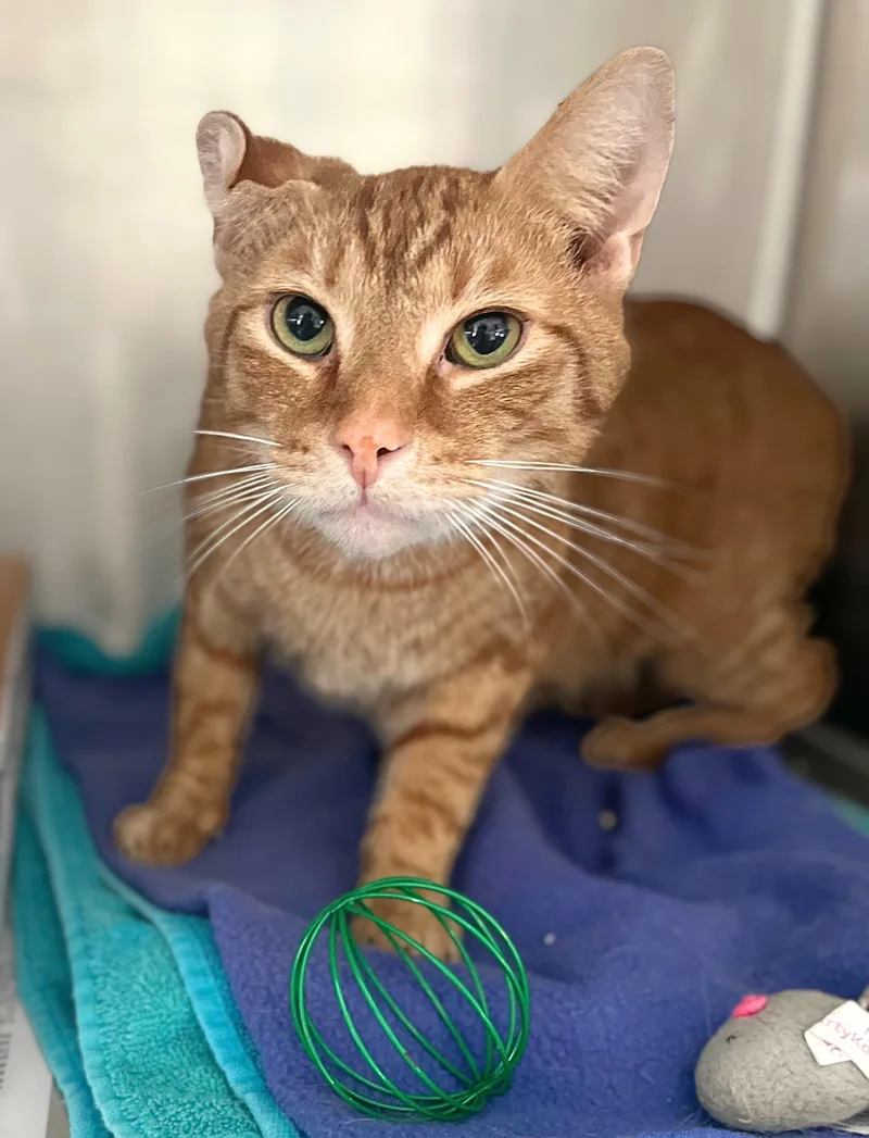 An adult medium-sized male Tabby (Orange / Red) Domestic Short Hair cat named Daiquiri for adoption in Seville, OH