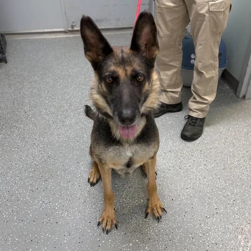 A senior large-sized female Bicolor German Shepherd Dog dog named Shady May for adoption in Bardstown, KY