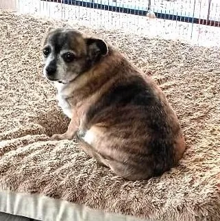 Pepper thumbnail 2