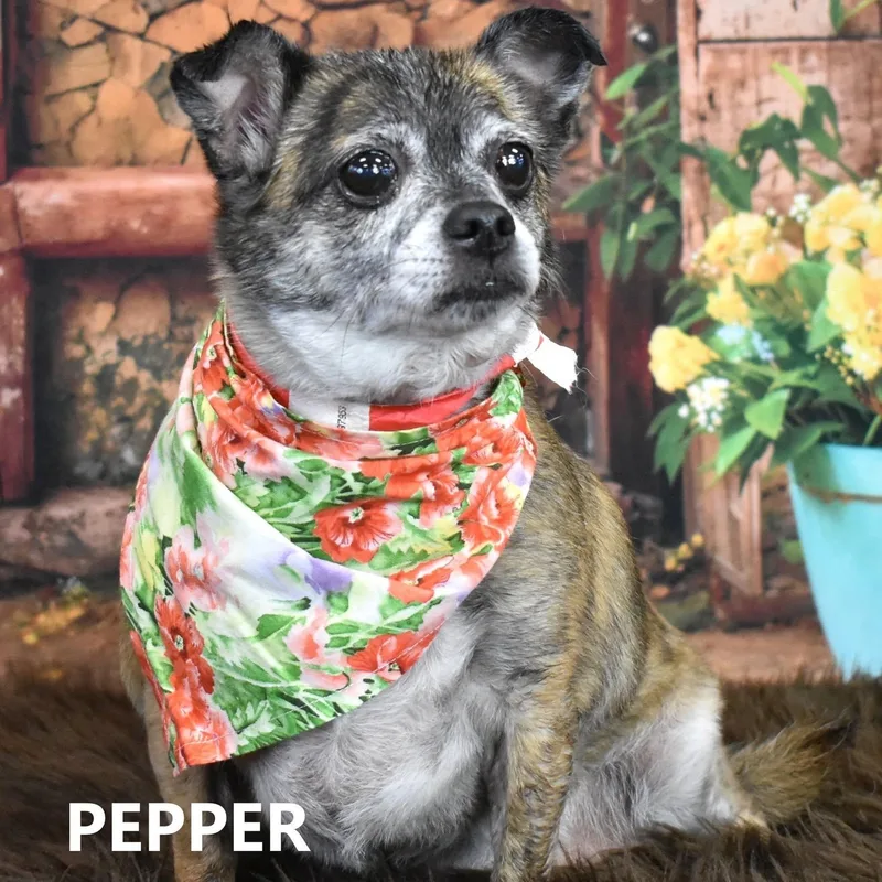 Pepper thumbnail 4