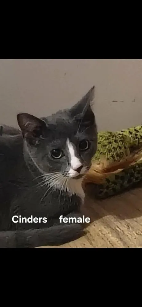 A baby small-sized female American Shorthair cat named Cinders for adoption in Bremen, OH