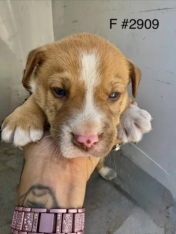 A baby large-sized female Siberian Husky dog named Clara for adoption in Victorville, CA