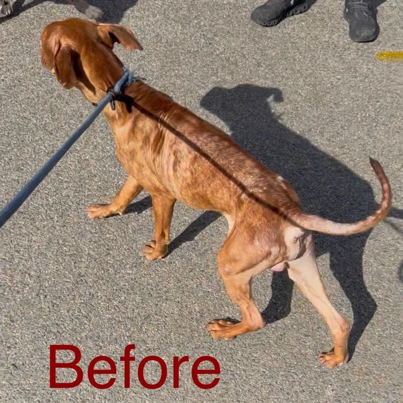 Brody thumbnail 2