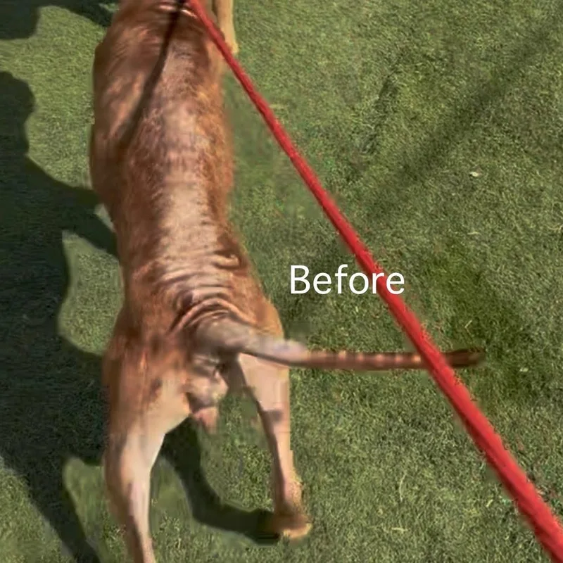 Brody thumbnail 3