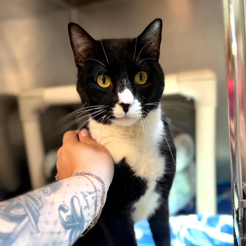 An adult large-sized male Black Domestic Short Hair cat named Tux for adoption in Hamilton, GA