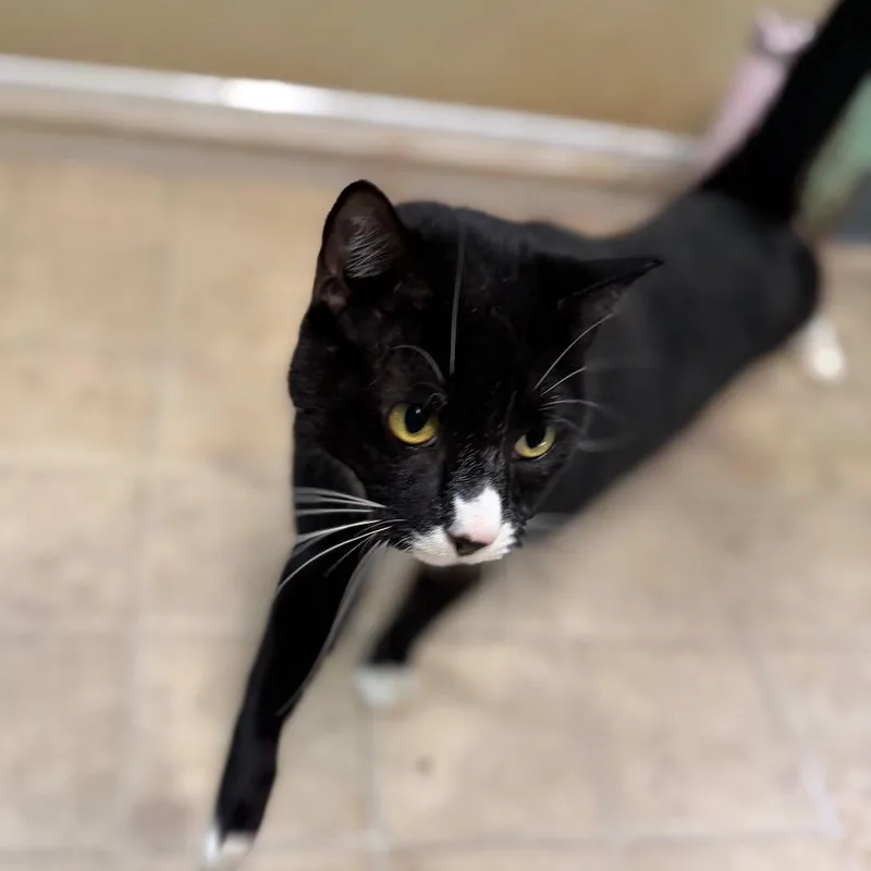 Tux thumbnail 4