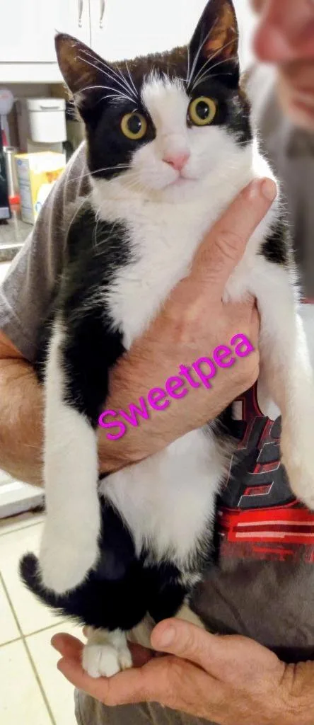 A baby medium-sized female Domestic Short Hair cat named Sweetpea for adoption in Hoover , AL