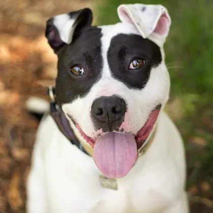 A young medium-sized male White / Cream Mixed Breed dog named Pepper Jack for adoption in Melbourne, KY