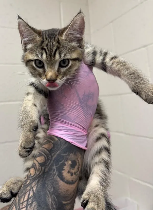 A baby small-sized male Domestic Short Hair cat named Purple Rain for adoption in El Cajon, CA