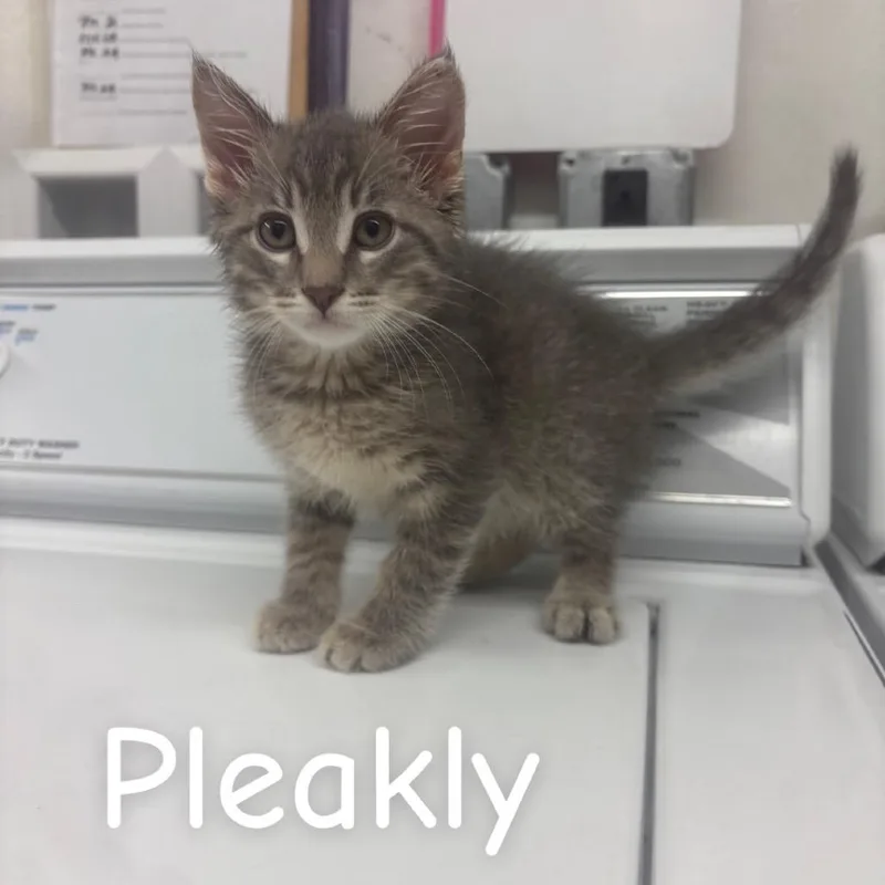 Pleakly