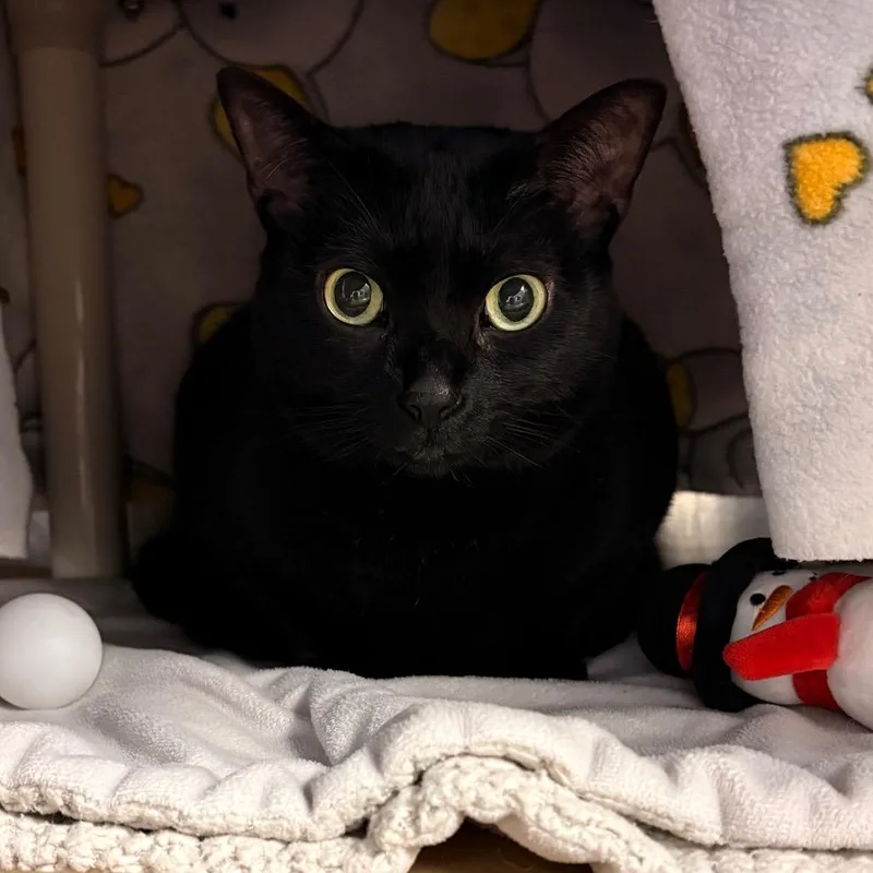 An adult large-sized female Domestic Short Hair cat named Hazel for adoption in Greenville, SC