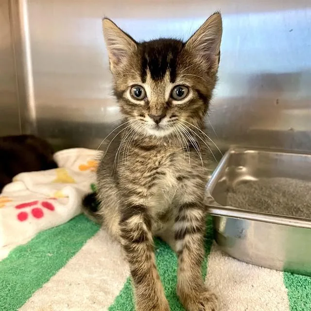 A baby small-sized male Domestic Short Hair cat named Ambrose for adoption in Tallahassee, FL