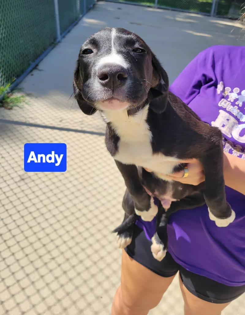 A young medium-sized male Black Labrador Retriever dog named Andy for adoption in VANDALIA, IL