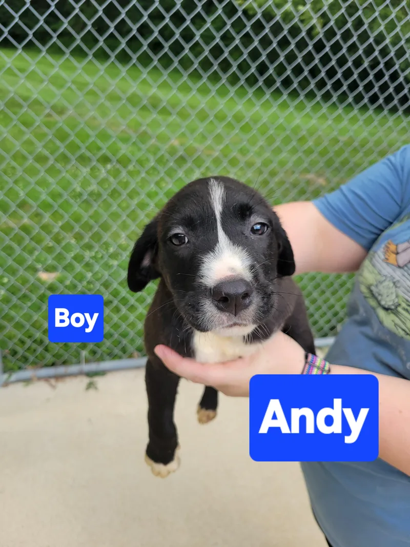Andy thumbnail 2