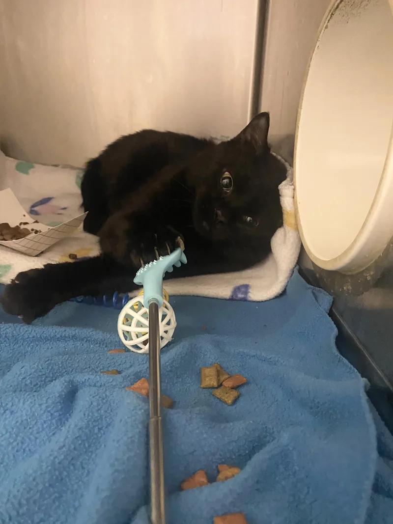 An adult medium-sized male Domestic Short Hair cat named Hugz for adoption in Lakewood, CO