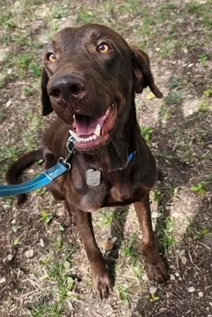 An adult large-sized male Labrador Retriever dog named Enzo for adoption in Austin, TX